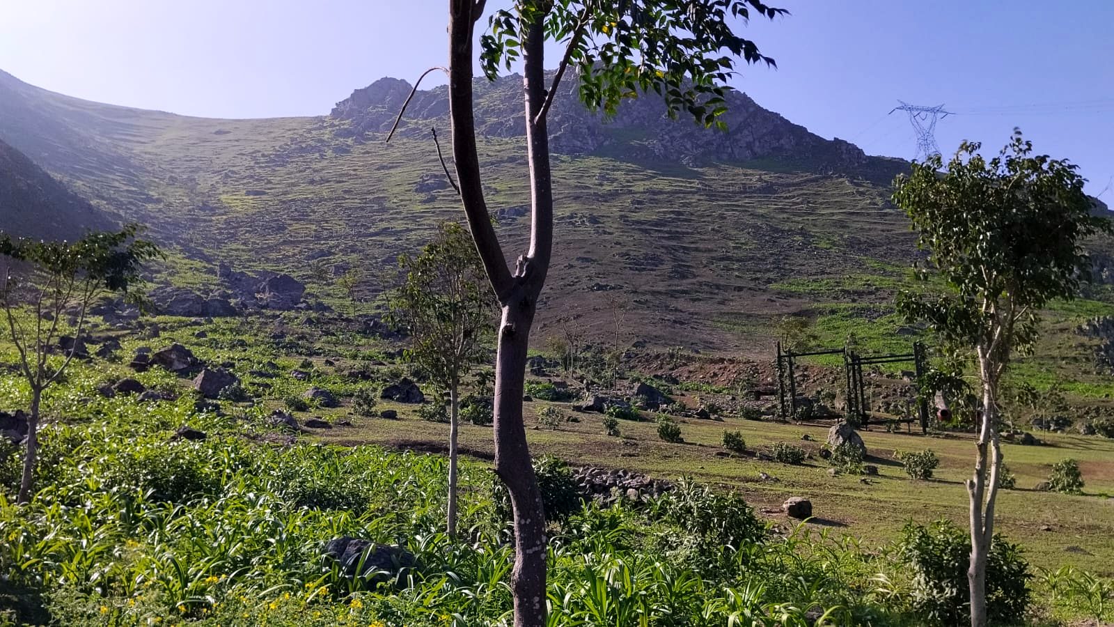 El cerro del condominio cubierto de vegetación en temporada de lomas